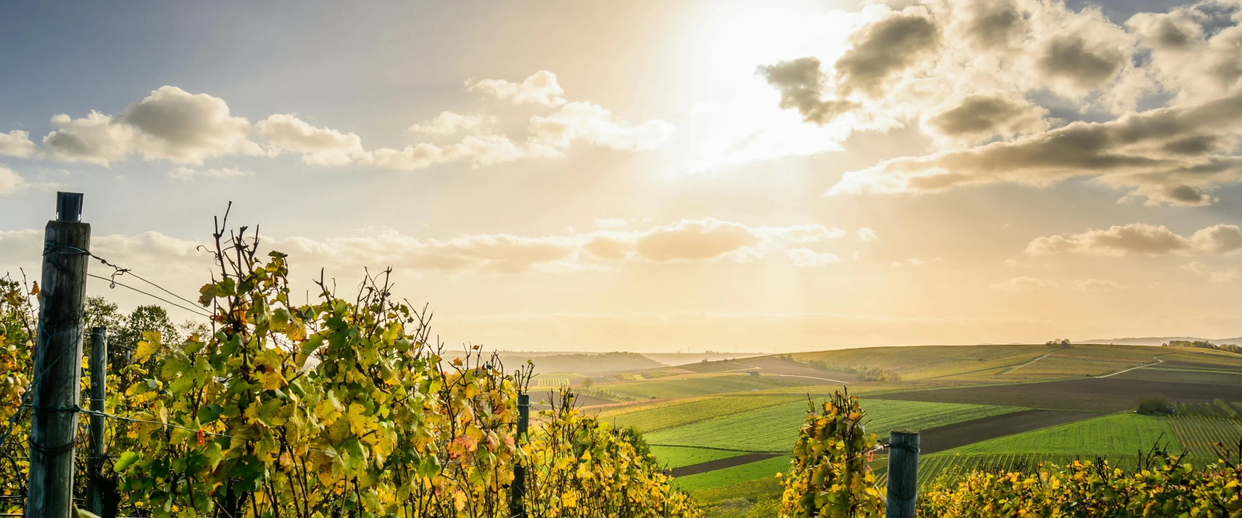 accueil cabinet orthochamp reims